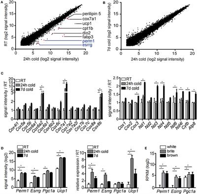 ESRRG and PERM1 Govern Mitochondrial Conversion in Brite/Beige Adipocyte Formation